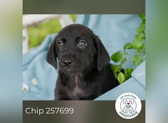 Chip 257699 sucht ein Zuhause