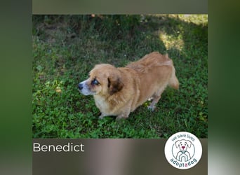 Benedict: Kleiner Kämpfer braucht Liebe