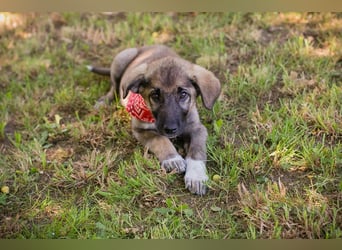 Chip 284062 sucht ein Zuhause