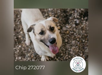 Chip 272077 sucht ein Zuhause