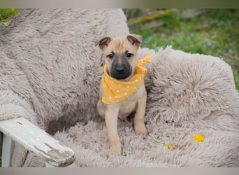 Chip 272005 sucht ein Zuhause