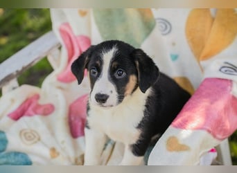 Mirco sucht ein Zuhause