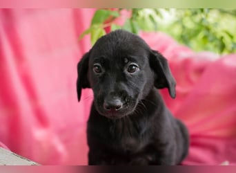 Chip 257531 sucht ein Zuhause