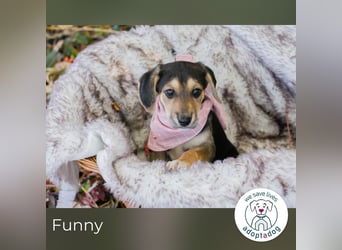 Funny: Hundekind sucht ein Zuhause