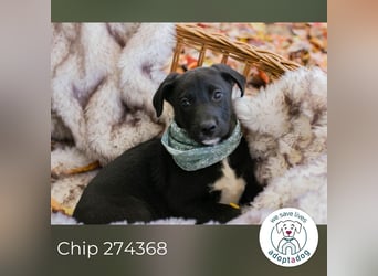 Milo II: Hundekind sucht ein Zuhause