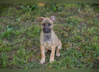 Chip 258583 sucht ein Zuhause