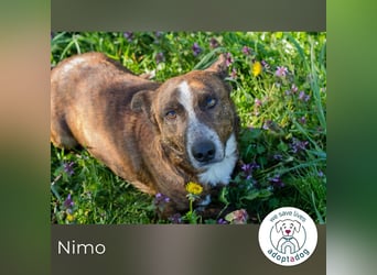 Nimo sucht ein Zuhause