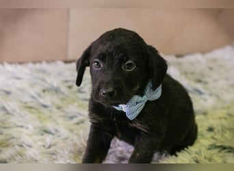 Baghira sucht ein Zuhause