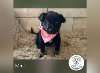 Mira: Süßes Welpenmädchen