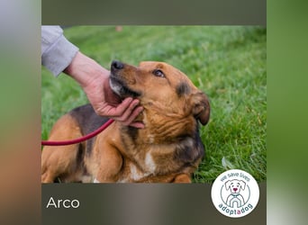 Arco sucht ein Zuhause