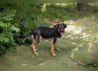 Thila sucht ein Zuhause