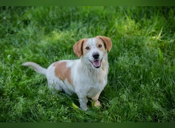 Biscuit sucht ein Zuhause