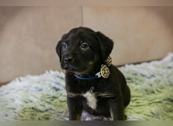 Milo sucht ein Zuhause