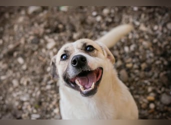 Chip 272077 sucht ein Zuhause