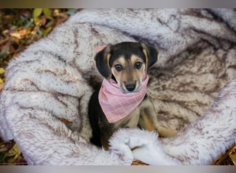 Funny: Hundekind sucht ein Zuhause