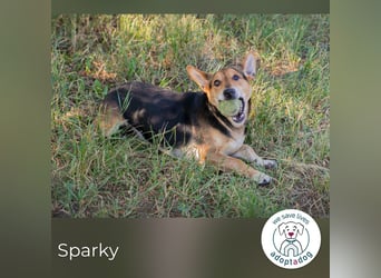 Sparky 231252 sucht ein zu Hause