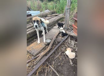 Milo II: Hundekind sucht ein Zuhause