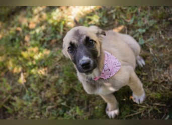 Chip 284176 sucht ein Zuhause
