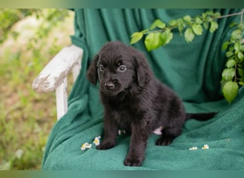 Chip 254222 sucht ein Zuhause