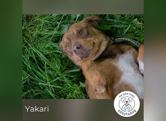 Yakari 264046 sucht ein zu Hause