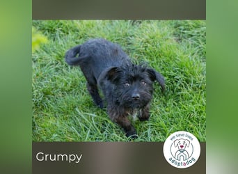 Grumpy sucht ein Zuhause