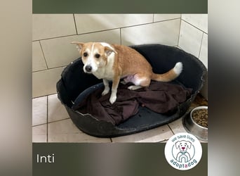 Inti: Sucht ein Zuhause