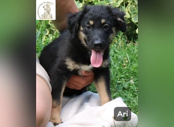 Ari – Kleiner Entdecker sucht großes Glück!