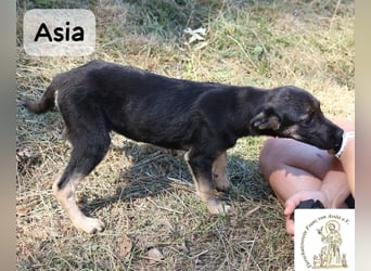 Asia – kleine Pfoten, großer Entdeckergeist!