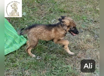 Ali – klein angefangen, bereit für Großes!