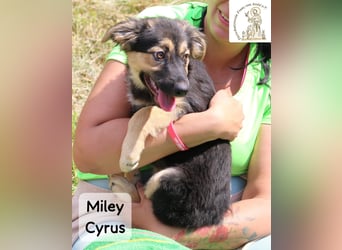 Miley Cyrus – klein, frech und definitiv kein Fan von Langeweile!
