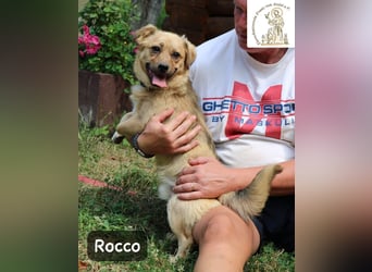 Rocco – das Leben wartet nicht, es will entdeckt werden!