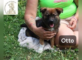 Otto – Das Beste beginnt oft mit einem kleinen Abenteuer!