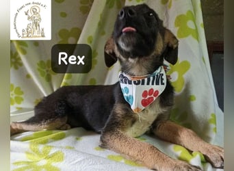 Rex – Das Leben ist kein Sofa, es ist ein Abenteuer!