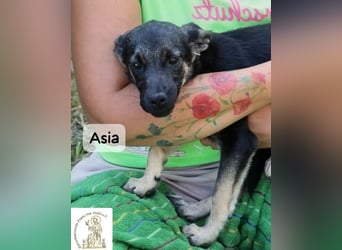 Asia – kleine Pfoten, großer Entdeckergeist!