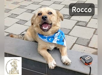 Rocco – Das Leben wartet nicht. Es will entdeckt werden!