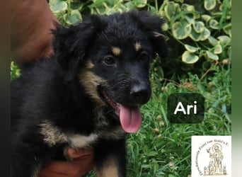 Ari – Kleiner Entdecker sucht großes Glück!