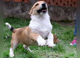 Billy, Jack Russel Mix Baby