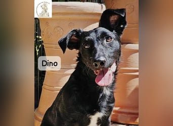 Dino – Wie wertvoll ein Leben ist!