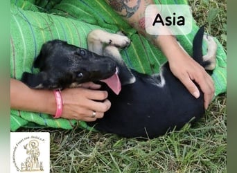 Asia – kleine Pfoten, großer Entdeckergeist!