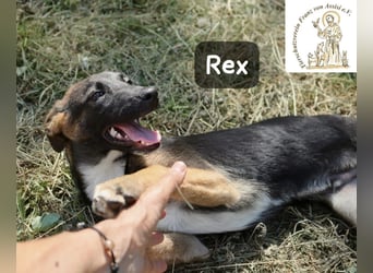 Rex – Das Leben ist kein Sofa, es ist ein Abenteuer!