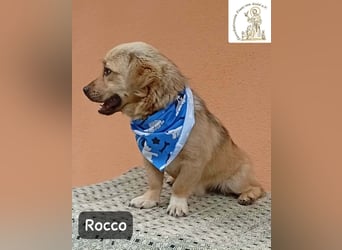 Rocco – Das Leben wartet nicht. Es will entdeckt werden!