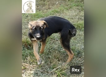 Rex – Das Leben ist kein Sofa, es ist ein Abenteuer!