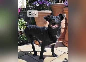 Dino – Wie wertvoll ein Leben ist!