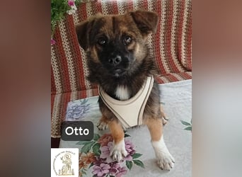Otto – Das Beste beginnt oft mit einem kleinen Abenteuer!