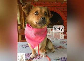 Kitty – bereit für einen Neuanfang!