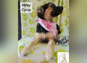 Miley Cyrus – klein, frech und definitiv kein Fan von Langeweile!