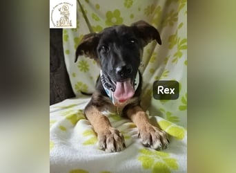 Rex – Das Leben ist kein Sofa, es ist ein Abenteuer!