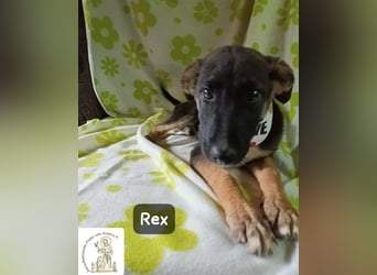 Rex – Das Leben ist kein Sofa, es ist ein Abenteuer!