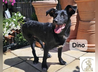 Dino – Wie wertvoll ein Leben ist!
