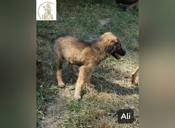Ali – klein angefangen, bereit für Großes!